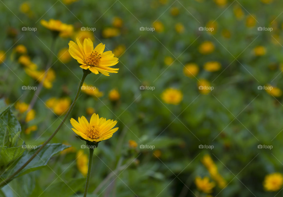 Daisy bed