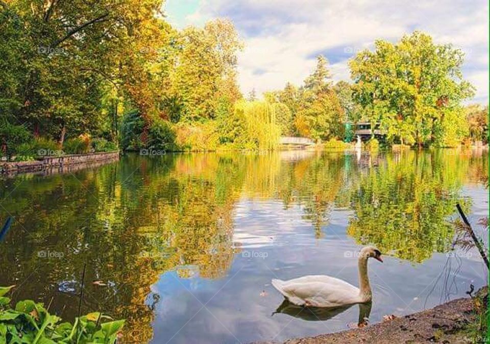 Summer and Maksimir Park Zagreb Swan