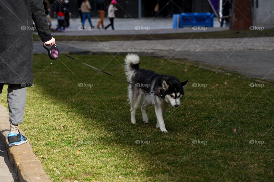 walking your dog