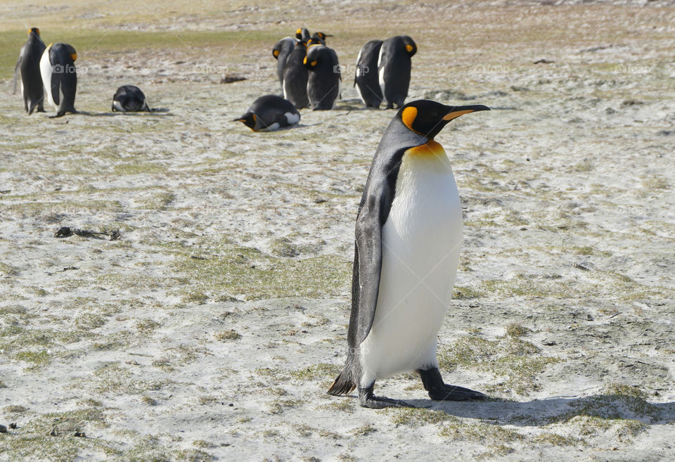 emperor penguin Falklands islands