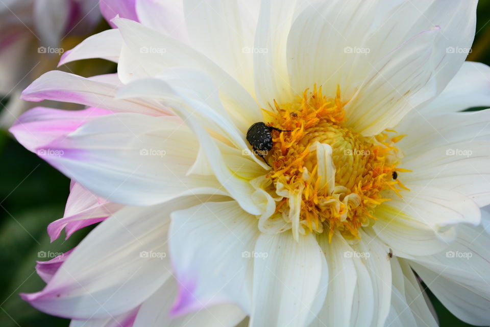 Dahlia with insect