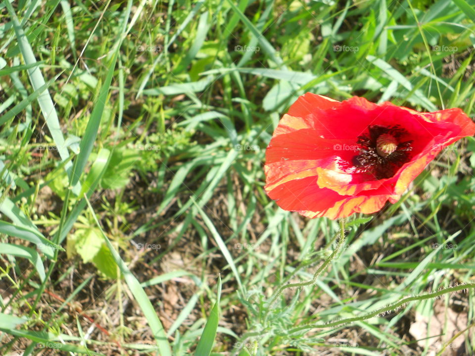 Wild poppy flower