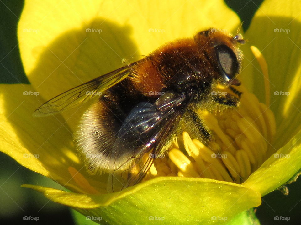 pollinating