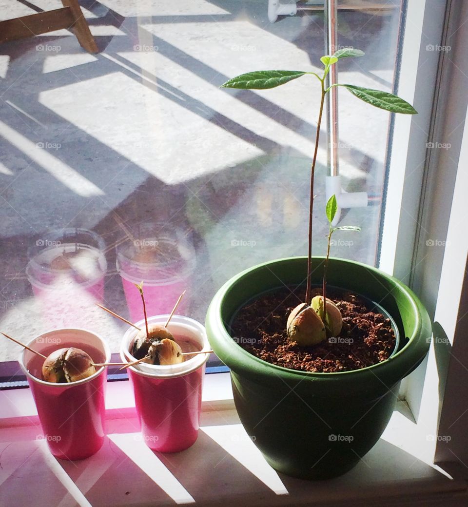 Growth steps of Avocado 