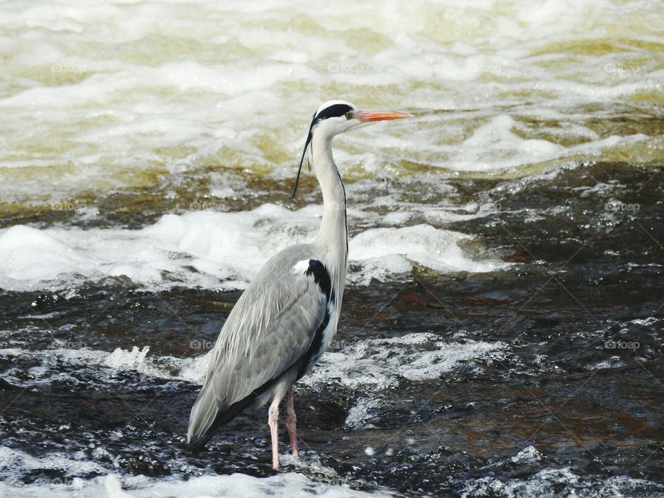 The Heron