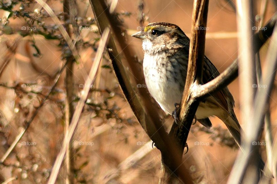 White-Throated Sparrow 