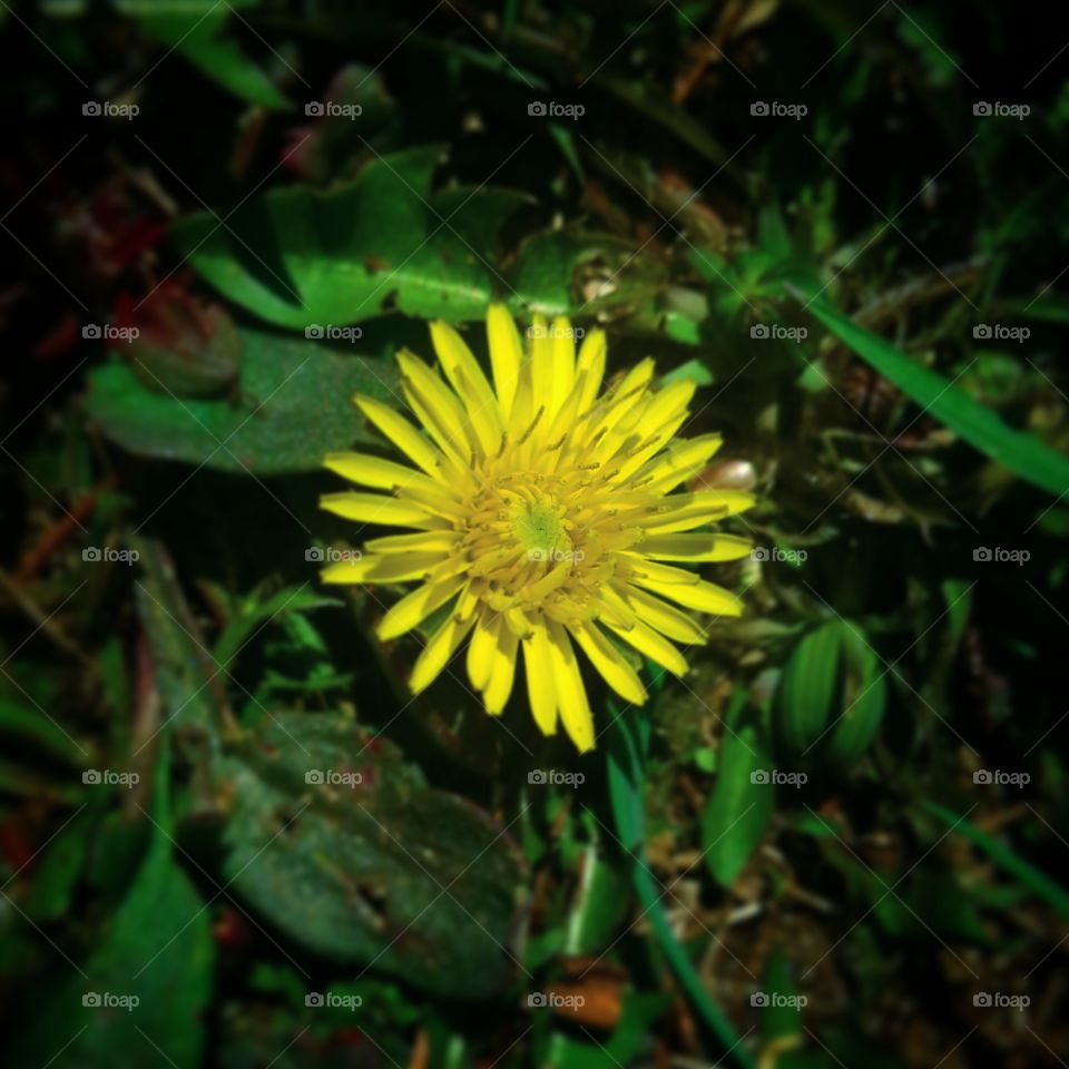 spring is coming. first dandelion in my yard. hopefully spring will be here soon.