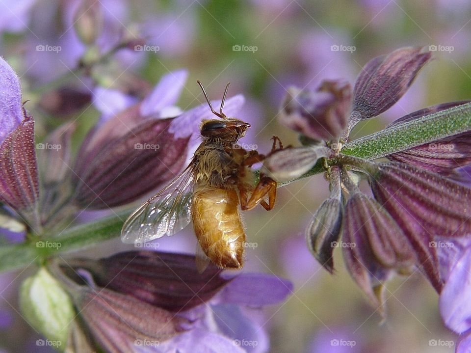 Bee time