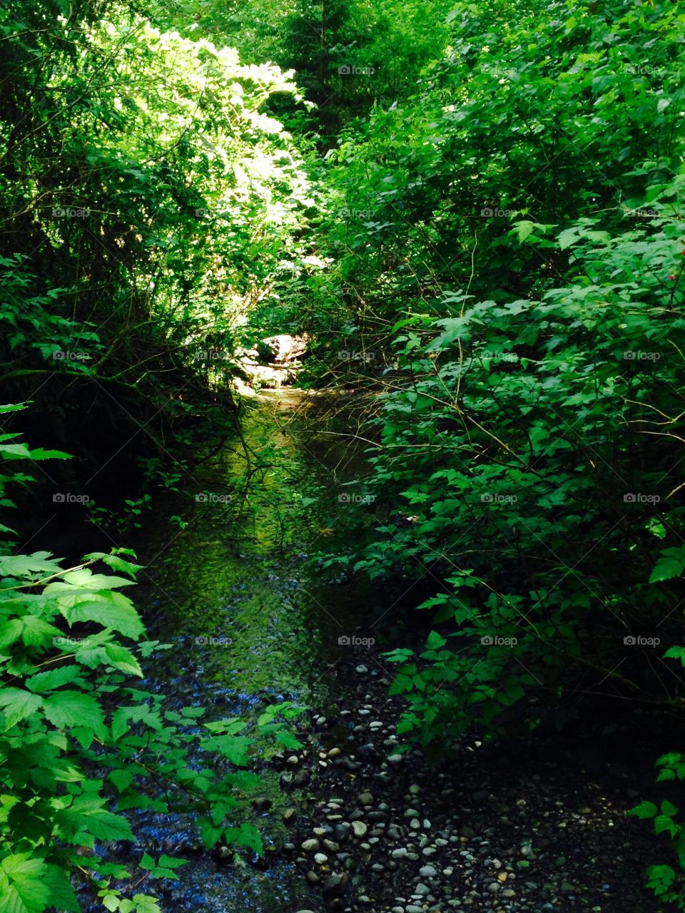Tree Creek. Trees and a creek
