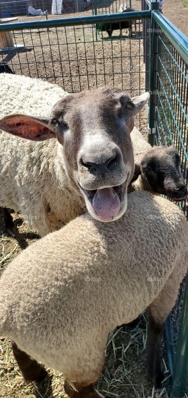 smiling sheep