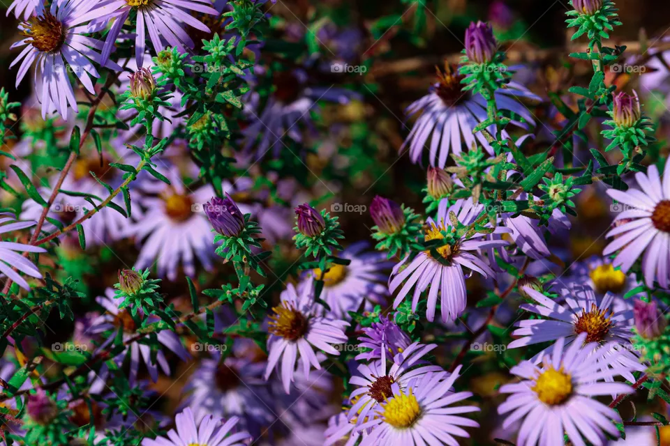 little purple flowers at Loose park