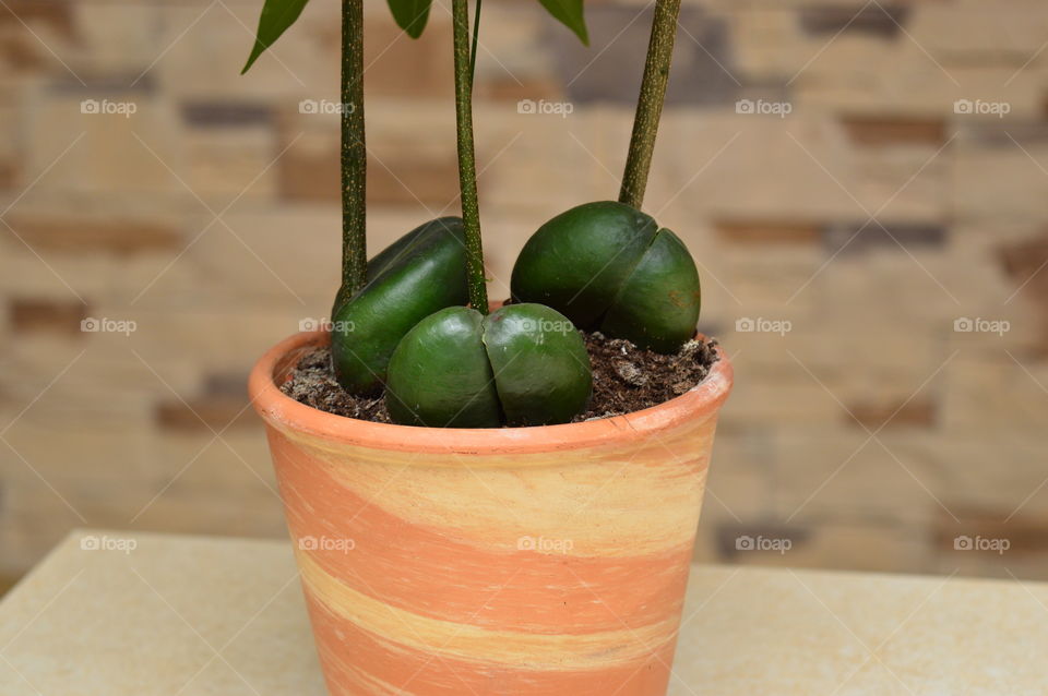 House plants in pots- Castanospermum australe, Moreton Bay Chestnut, Blackbean, Lucky Bean,