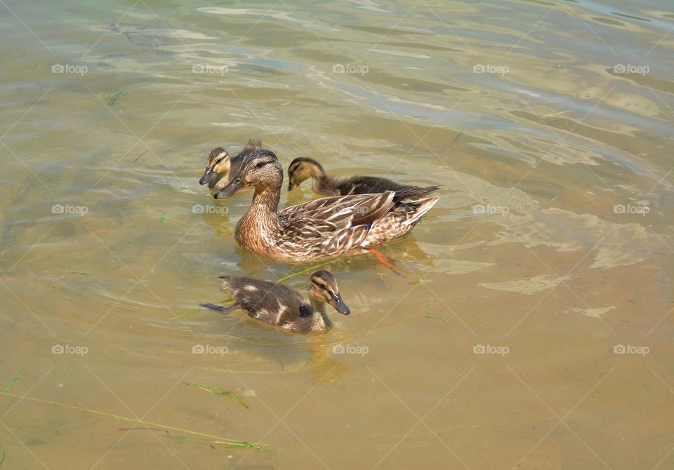 birds dusks family urban animal on a city lake