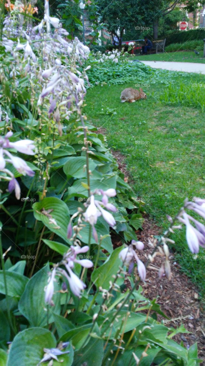 Leaf, Nature, Flower, Flora, Garden