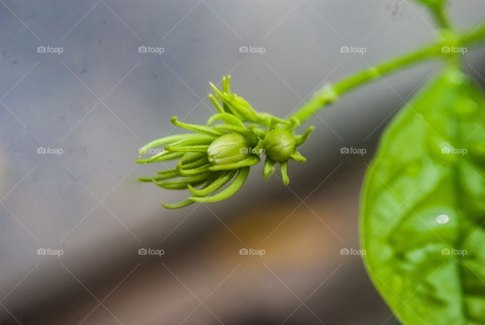 Green bud on plant