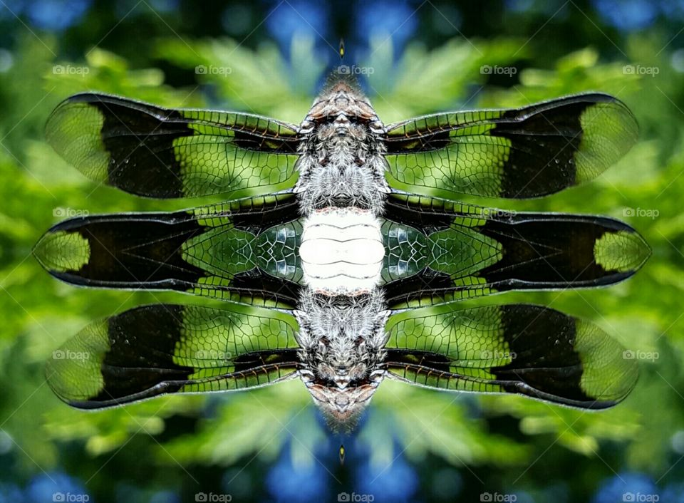 photo creation dragonfly