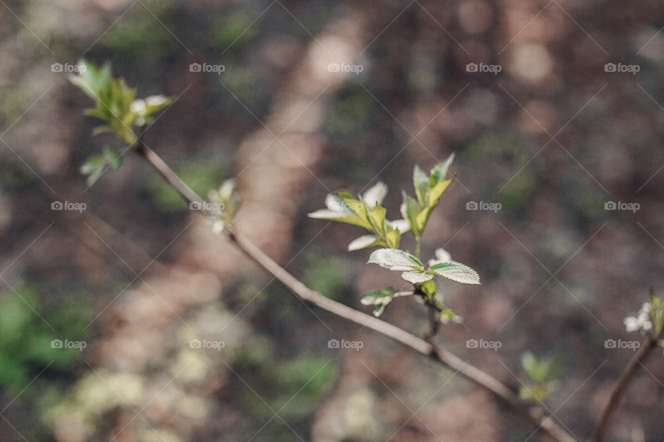 first spring leaves on the tree