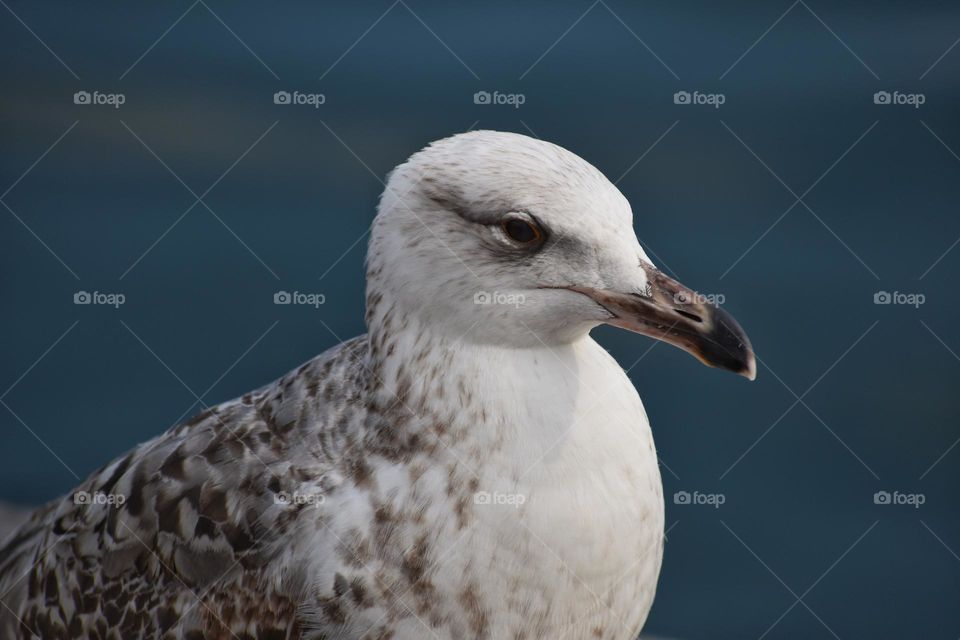 Close up of seagull