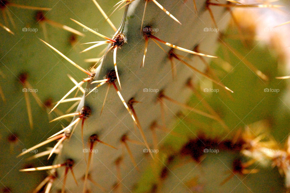 cactus needle thorn arizona by refocusphoto