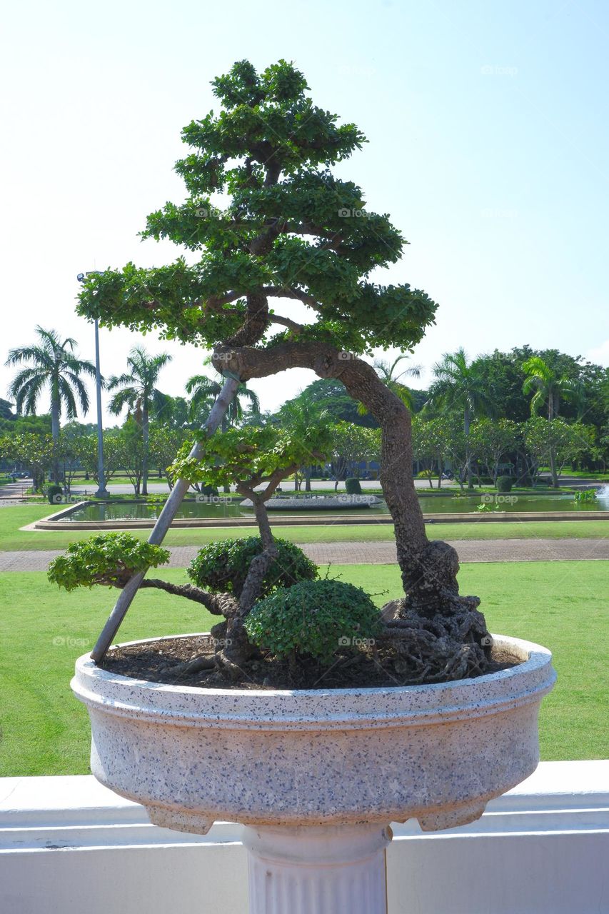 bonsai with branches and stems in a plant pot sky backdrop.
