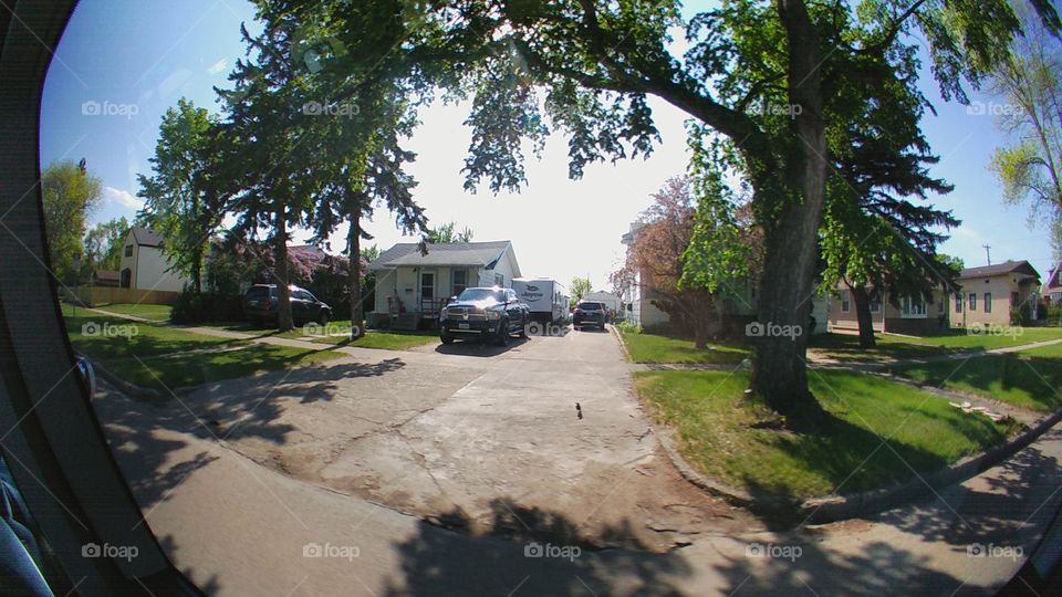 Tree, Road, No Person, Home, Landscape