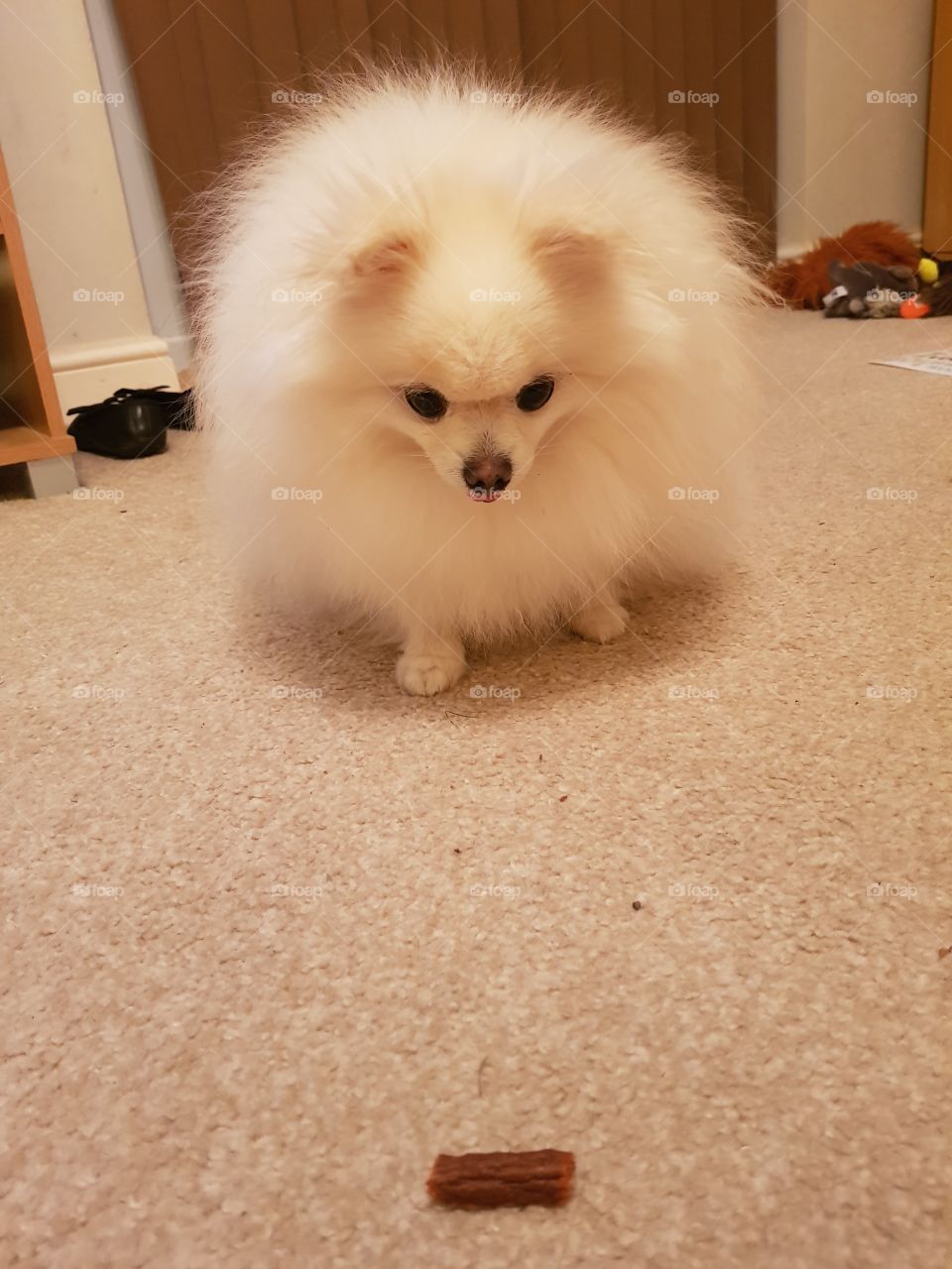 pomeranian patiently waiting for her treat