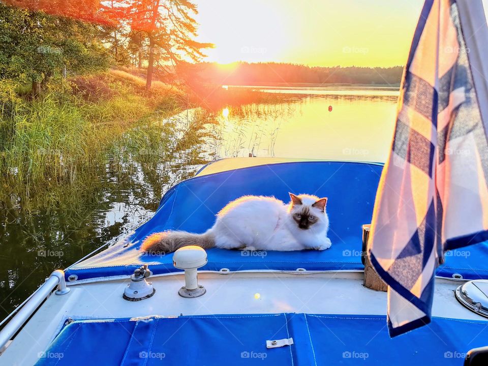  Cute white with brown sacred birman cat laying on the boat roof tent in the light of low sun before the sunset