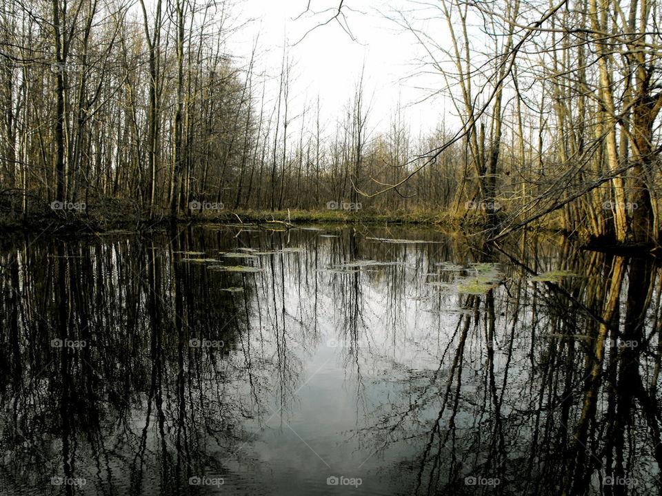 Swamp pond