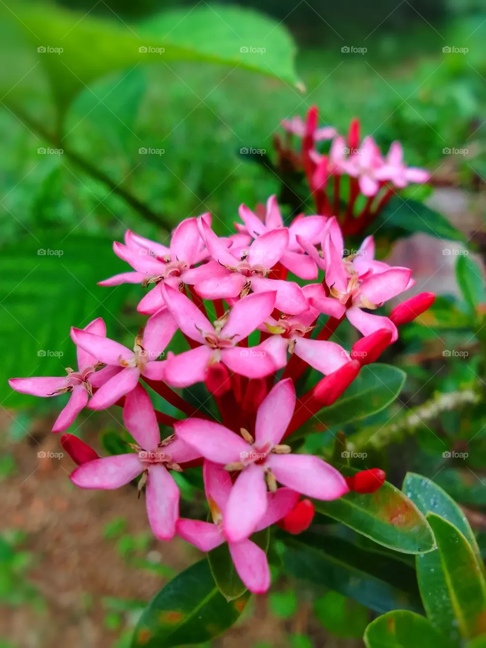 beautiful flower sri ...