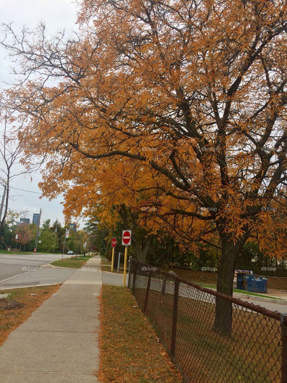 Trees in fall