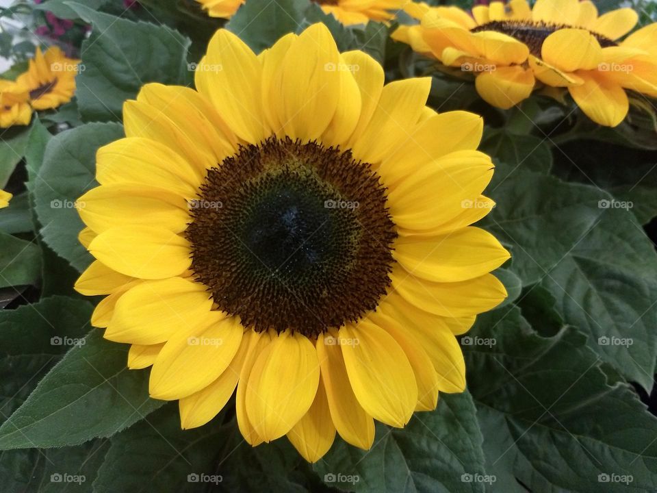 sunflowers makes me happy