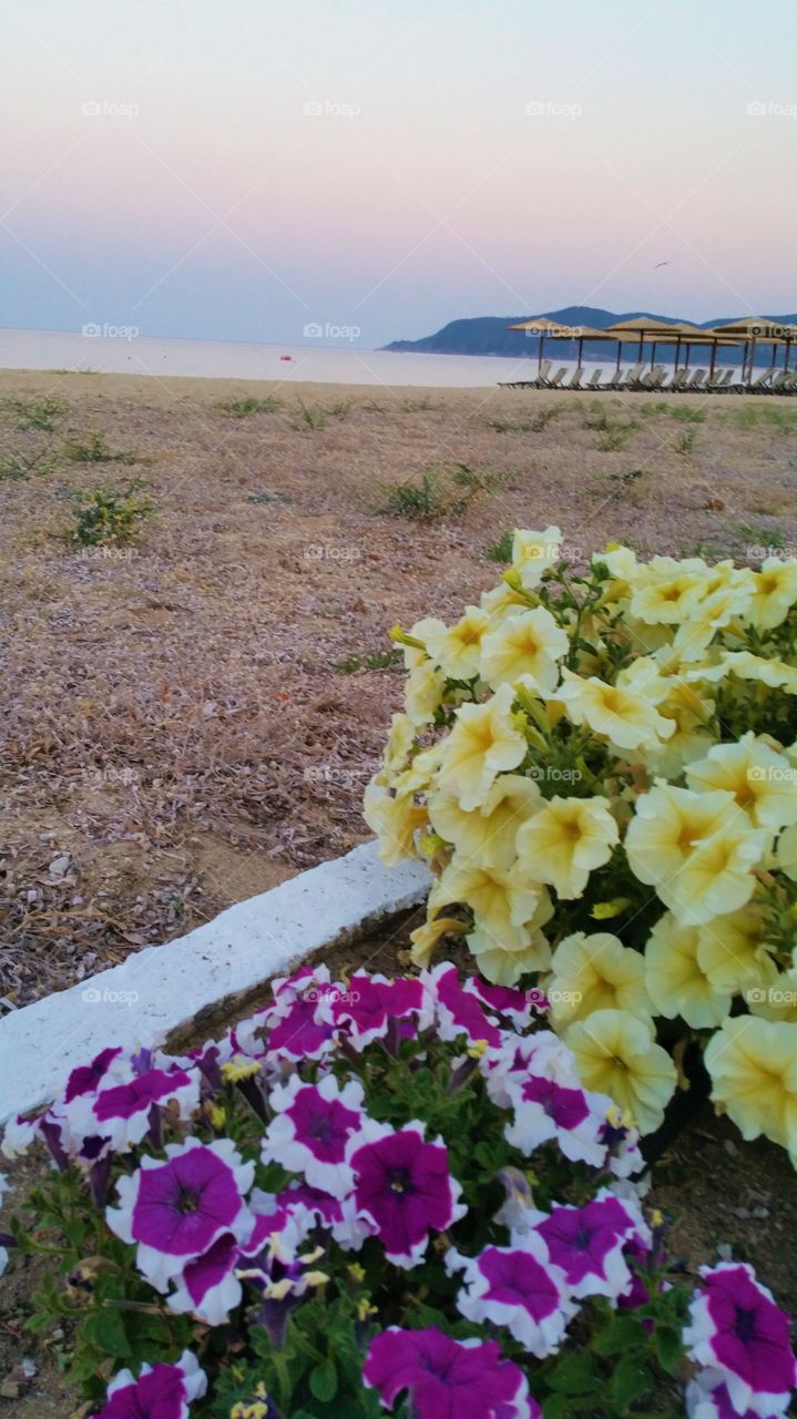 Flowers at the beach 🌸