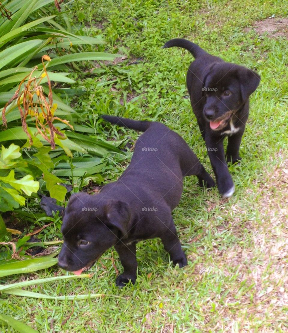 Puppy follow the leader 