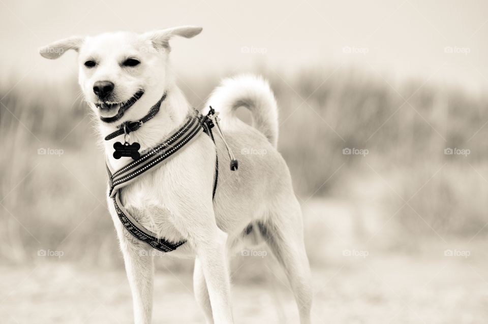 My dog Mickey on the beach