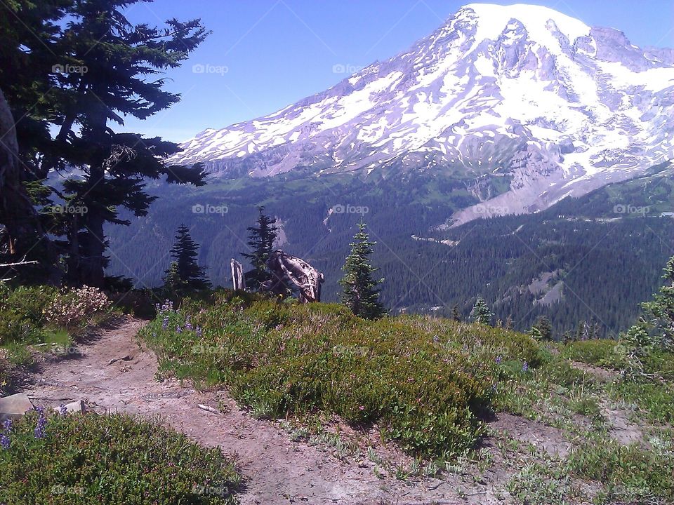 A mountain seen from a hill. The mountain is Mt. Rainier.