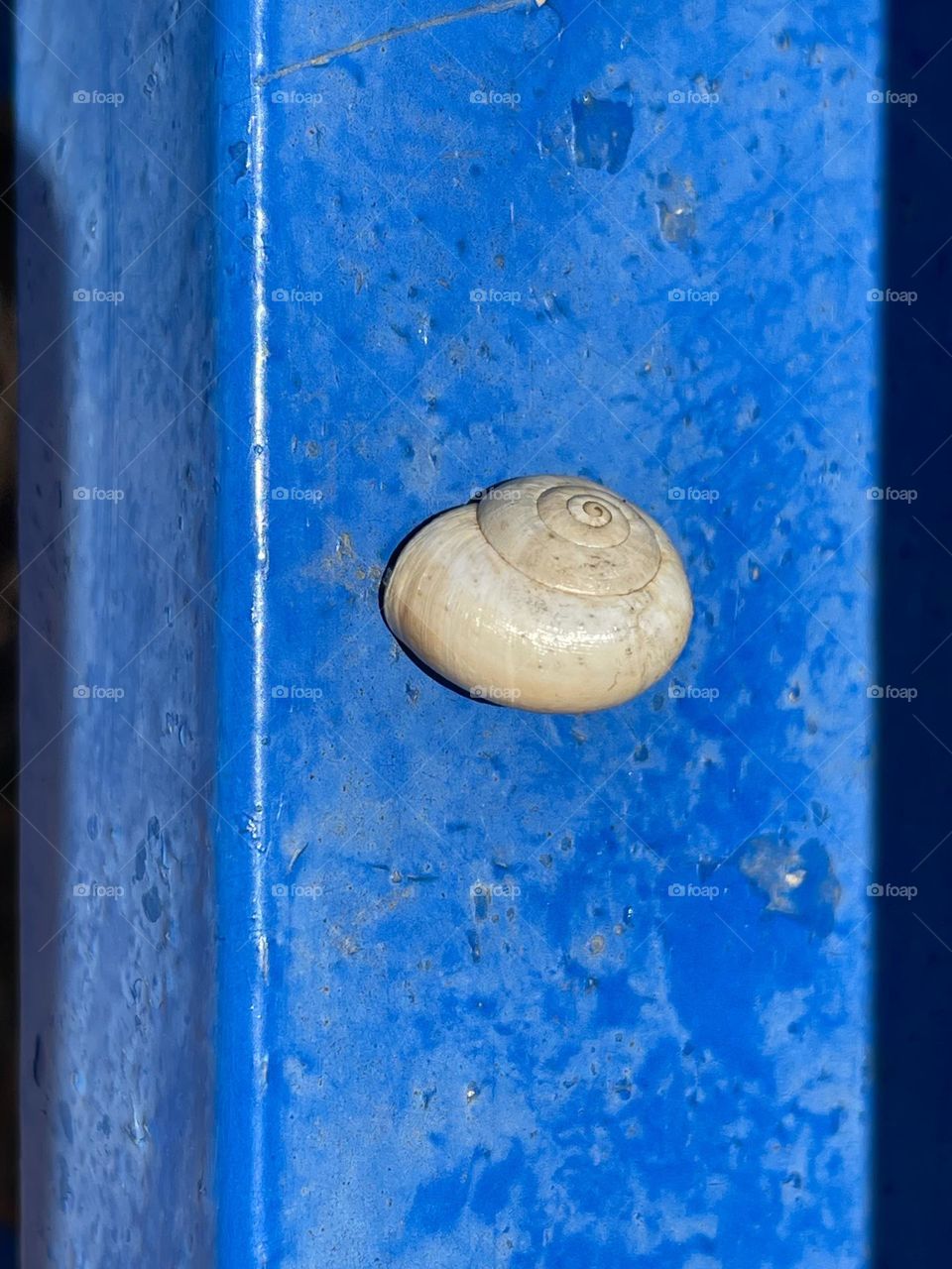 Clear snail shell on blue painted surface 