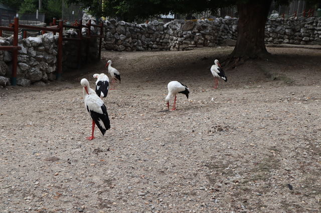 This picture was taken at the Belgrade Zoo.