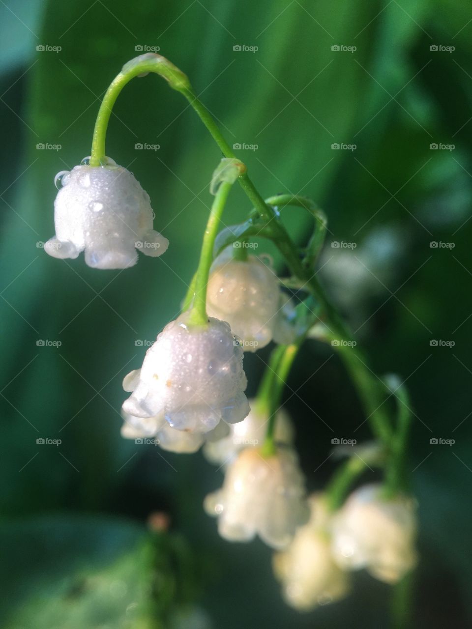 White Bells in the Dew