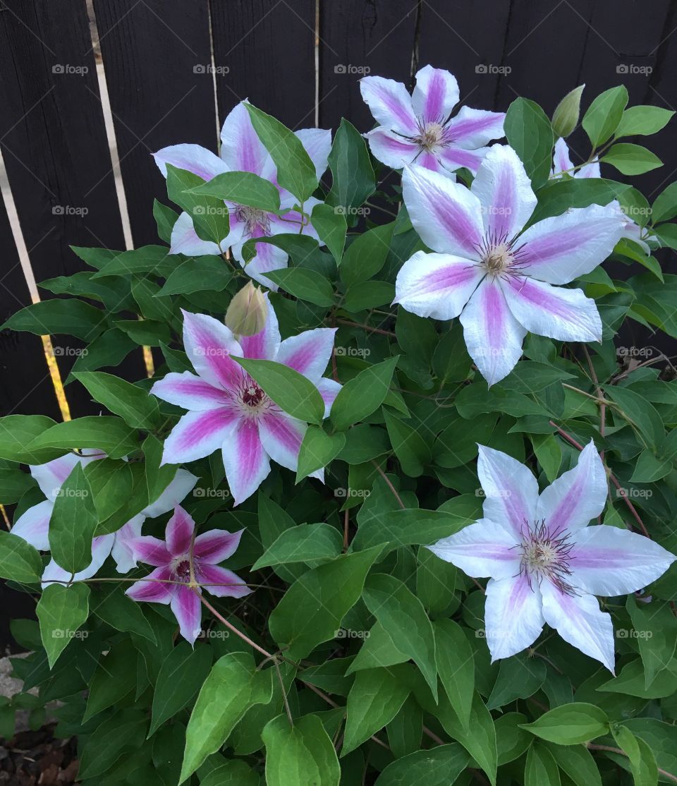Clematis 