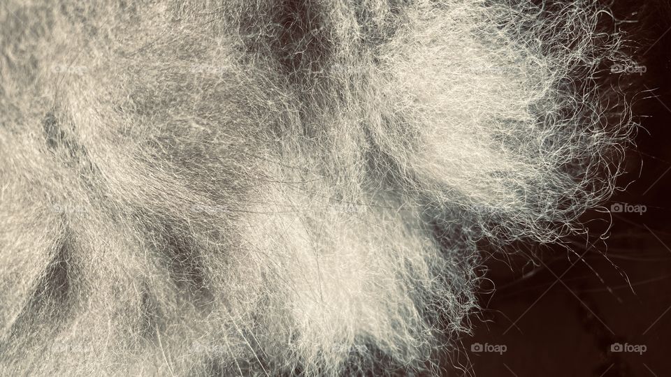 Graycee Boo our Domestic Longhair cat. Pic is a patch of Fur top Right Front Leg. This fur consist of a zillion Fibers. Does anyone in the Cat World have this type of Fiber Fur.??