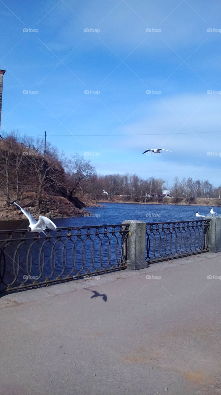 Seagulls in Vyborg