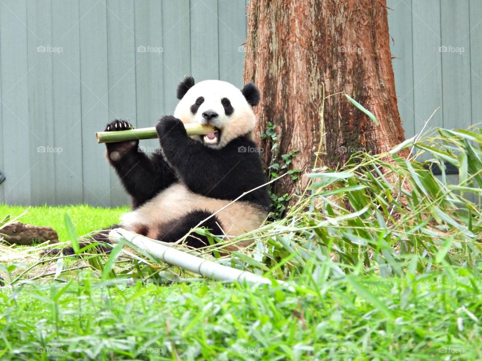 Unusual sus-pets! Cuddly, affectionate, unique and exotic companions An adorable Giant Panda is enjoying eating his freshly cut bamboo shoot. 