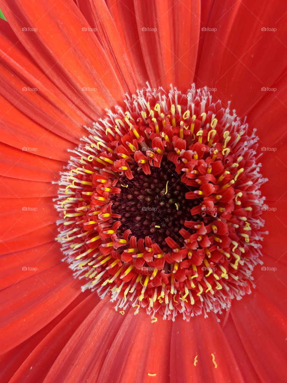 Extreme close-up of red flower