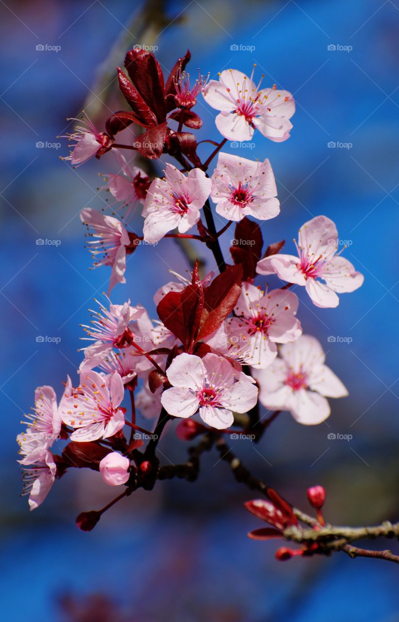 Close-up of cherry blossom flowers