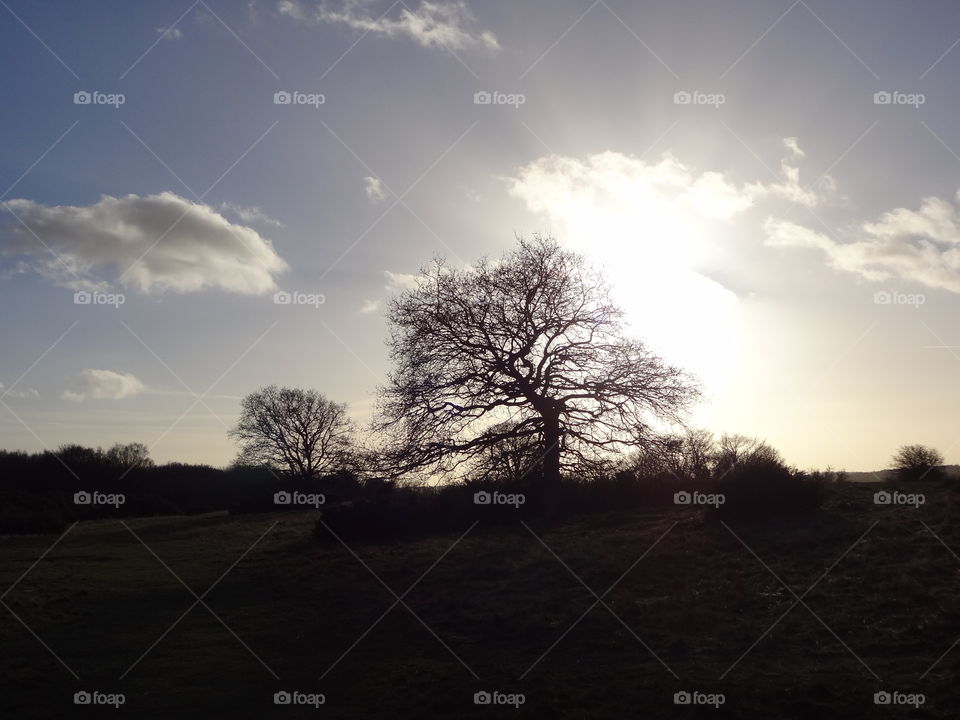 Park sunset 