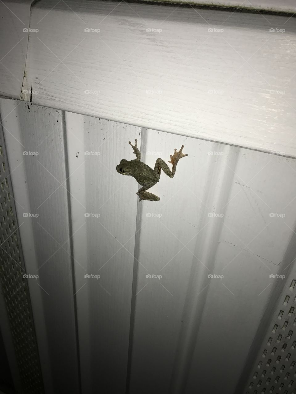 Frog on building