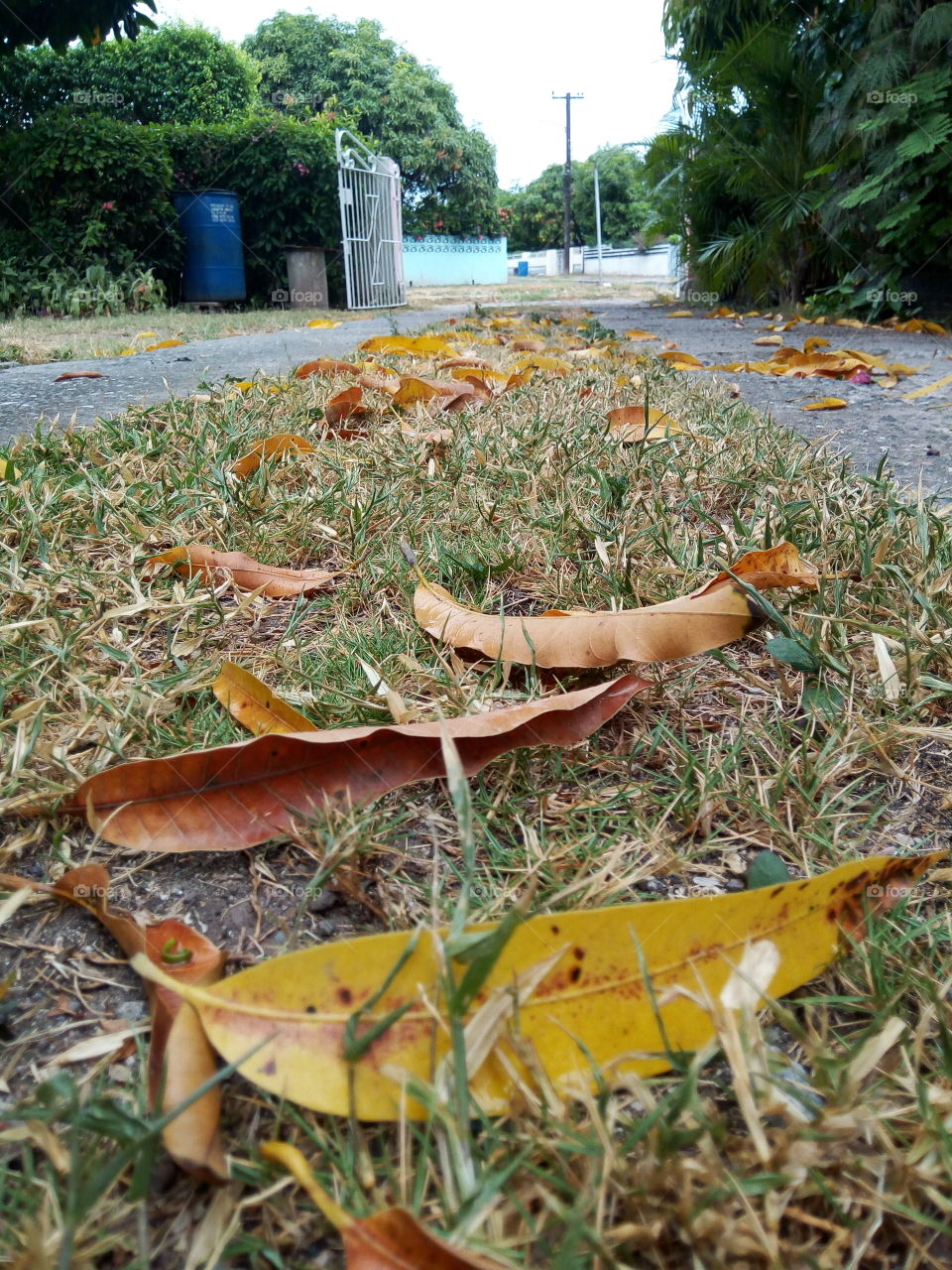 fallen leaves