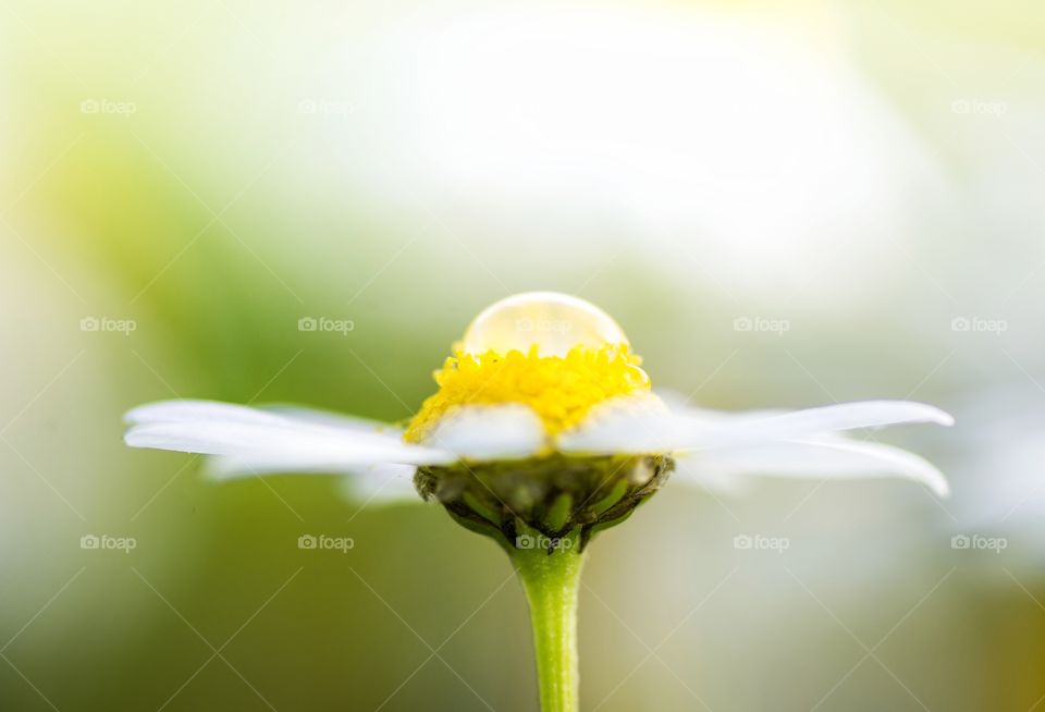 water drop on a flower