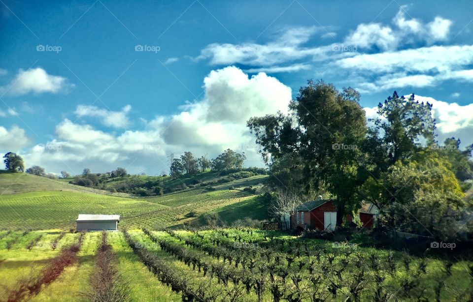 Vineyards. California