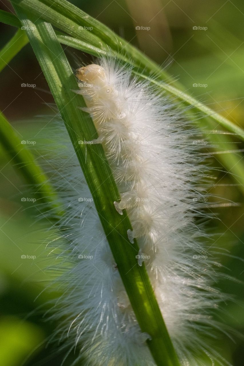 Foap, Flora and Fauna of 2019: A yellow bear caterpillar, commonly called a woolly worm, climbs a blade of grass. I will eventually become a Virginia tiger moth.